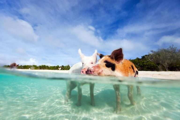 Where Can You Swim With Pigs